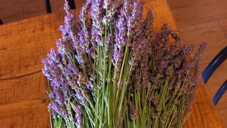 Bunches of lavender piled on a table.