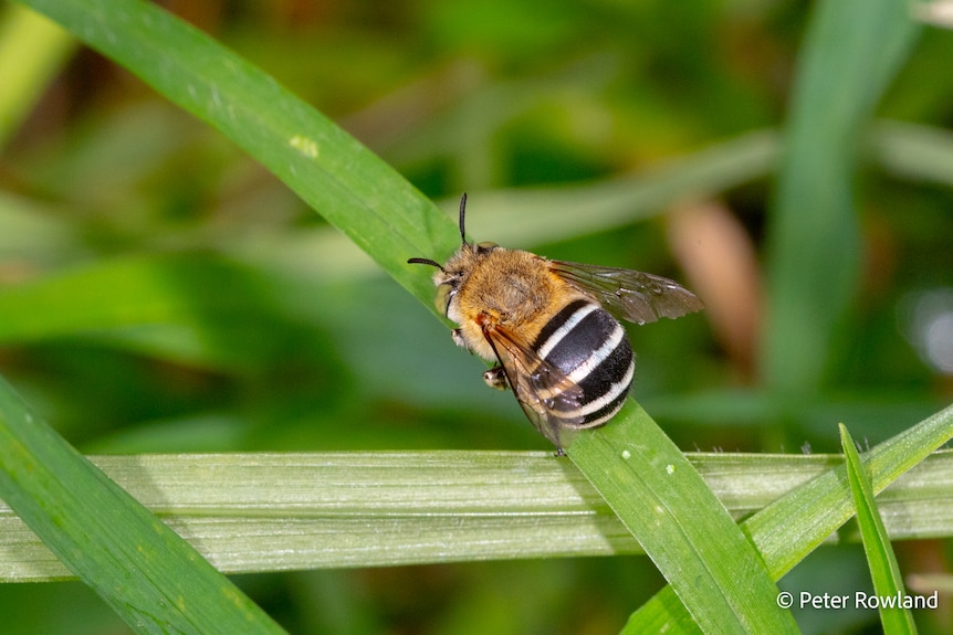 A large bee with black and white bands on a blade of grass.