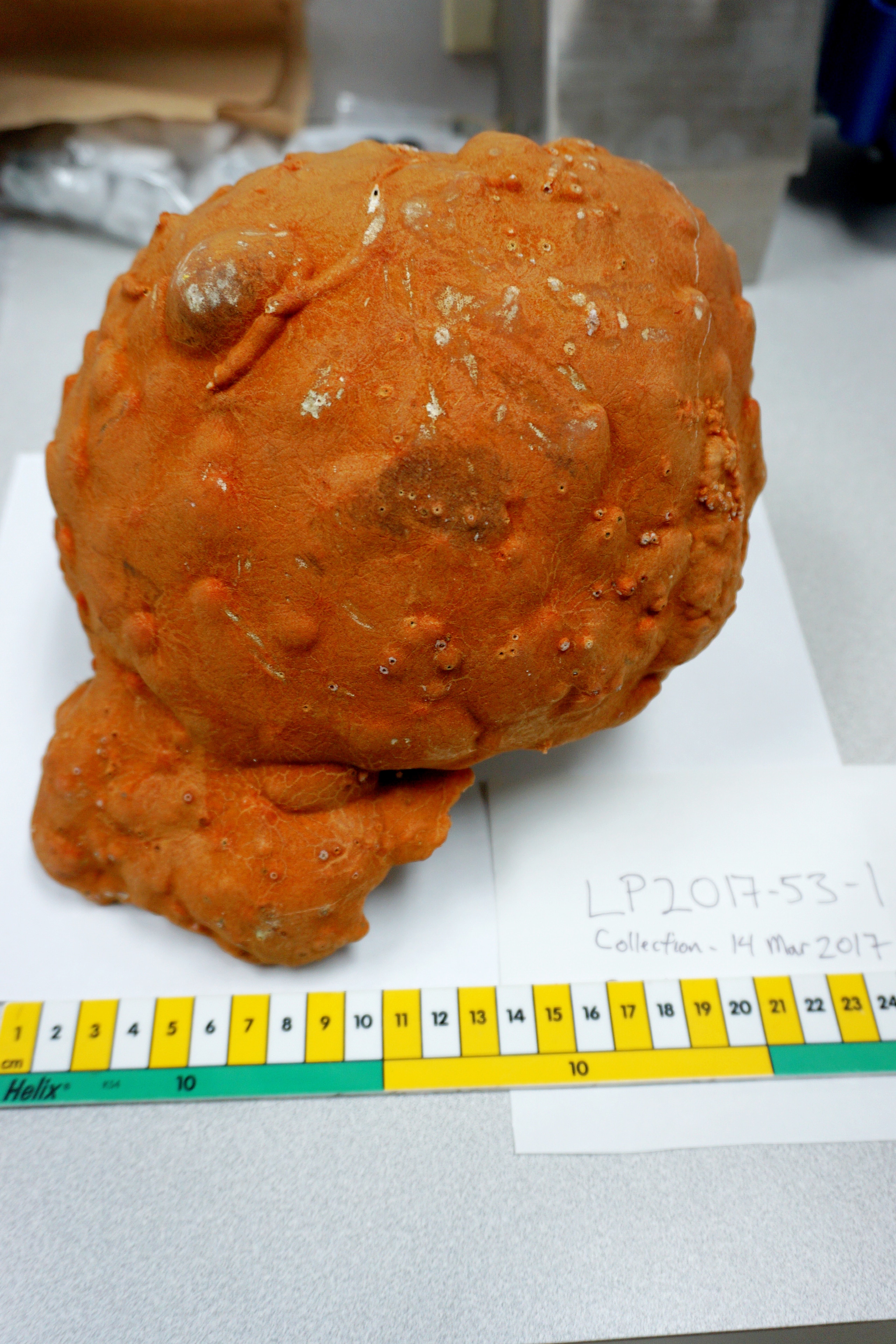 A big orange lump on a table above a yellow measuring tape