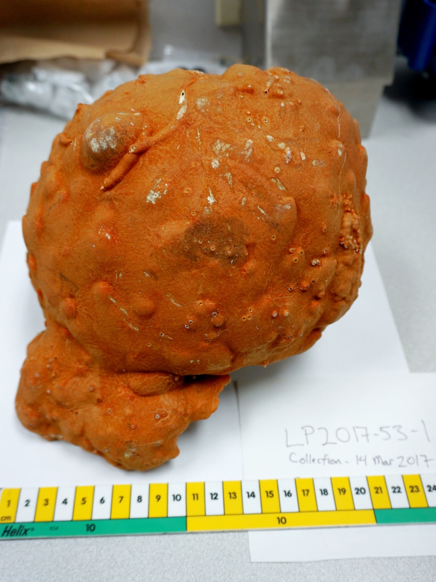 A big orange lump on a table above a yellow measuring tape