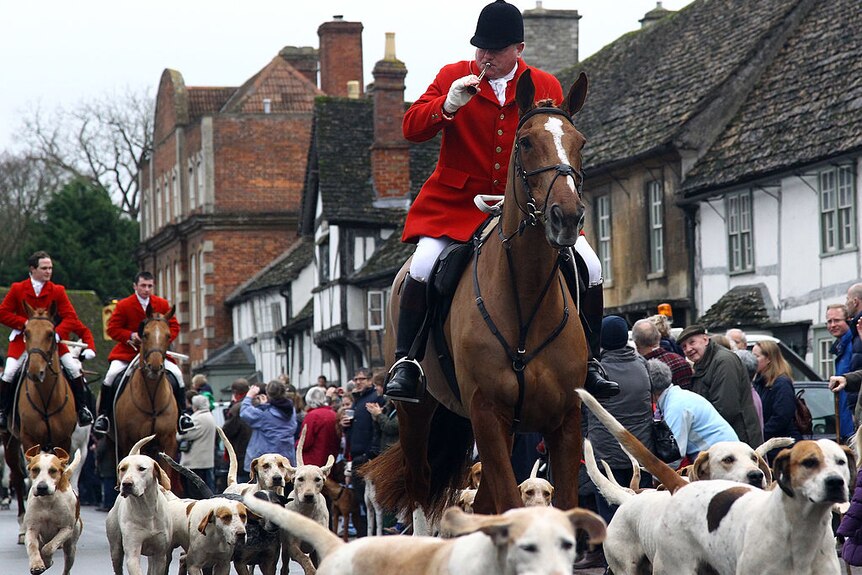 A man on a horse wearing a red jacket leads dozens of hounds on a fox hunt in English town.