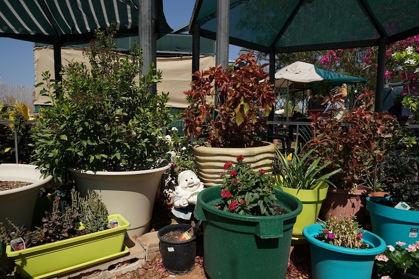 Pot plants are arranged around an outside seating area.