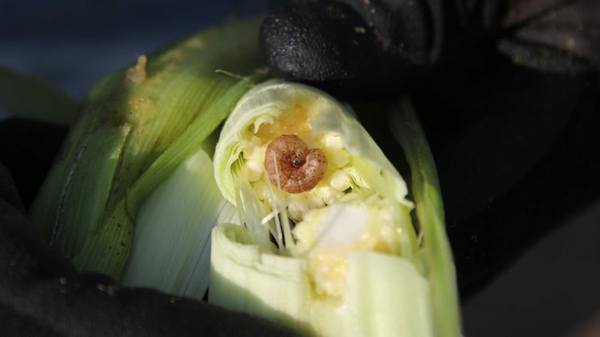 A fall armyworm in sweet corn.