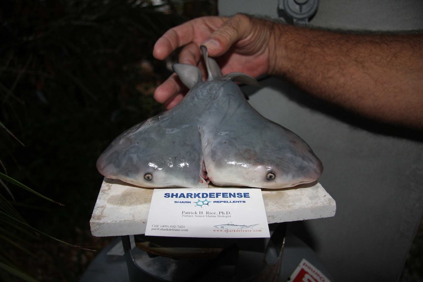 Two-headed bullshark