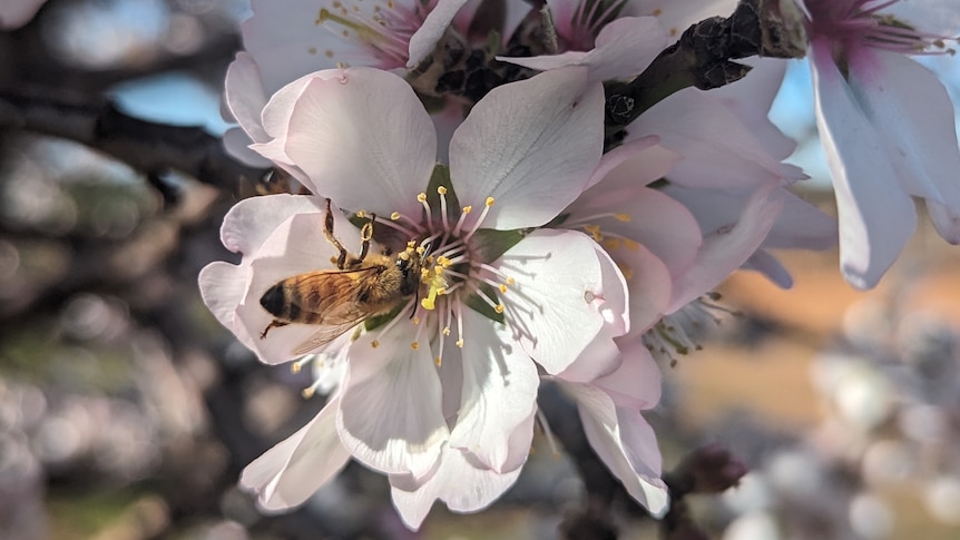A black and yellow striped European honey bee pollinates a white and pink almond blossom under a blue sky.
