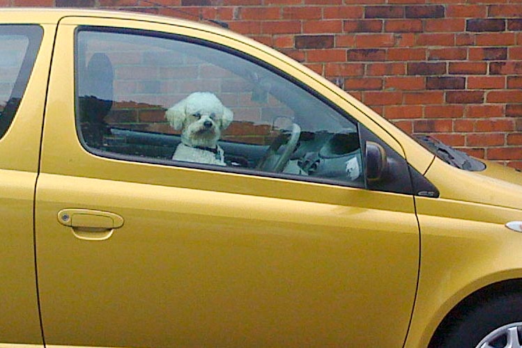 Dog in car