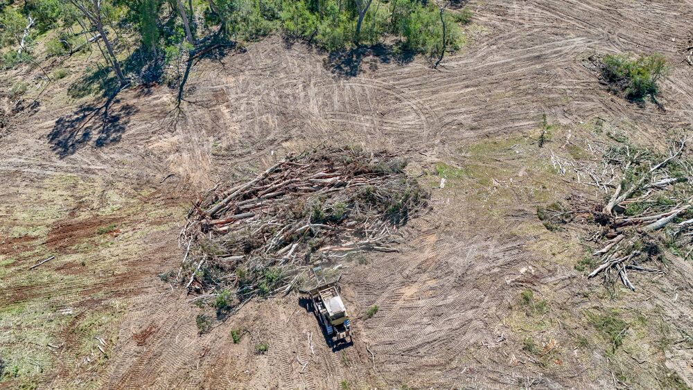 Northern NSW logging