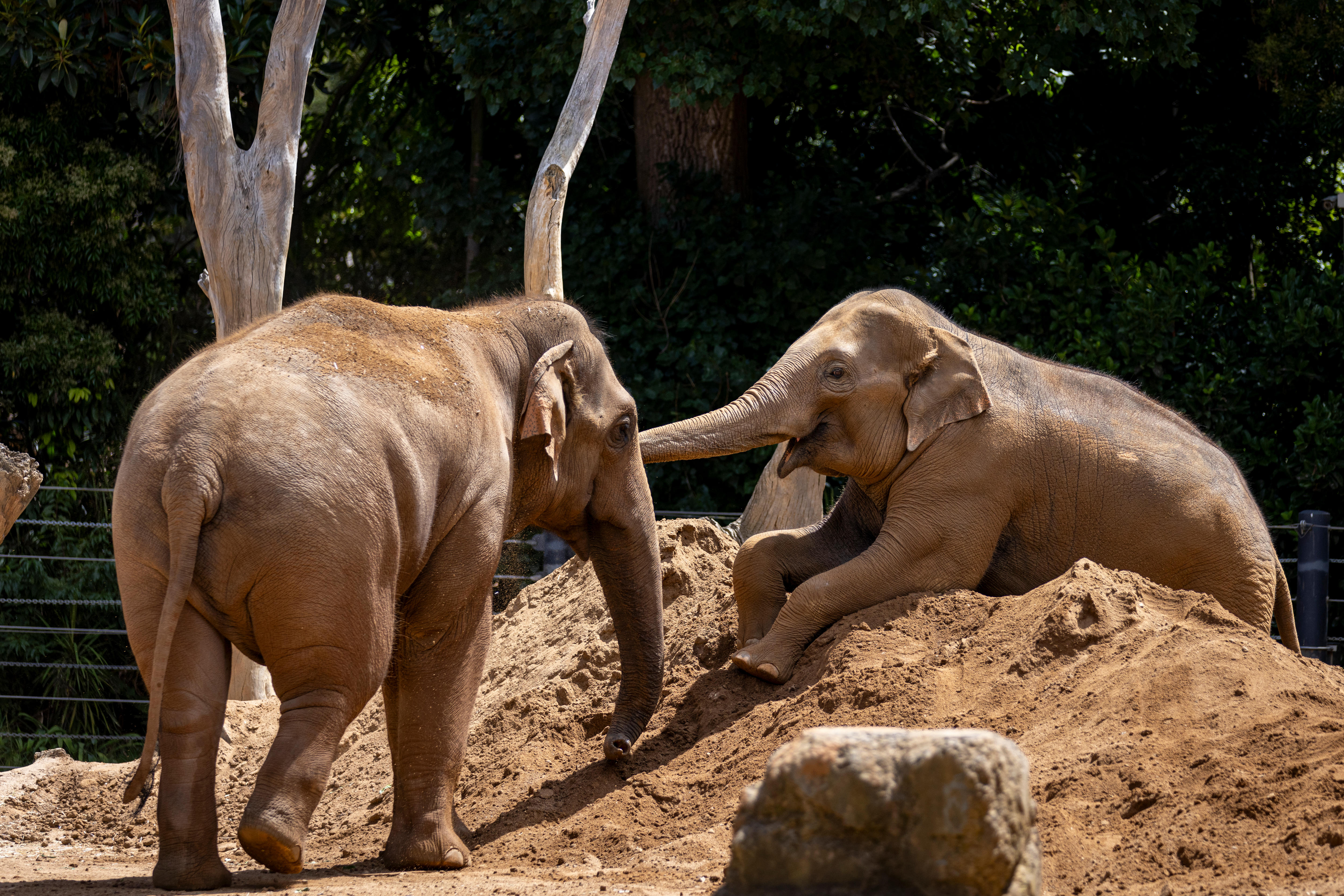 A juvenile elephant in captivity sitting on a mound of dirt with a slightly older elephant looking on.