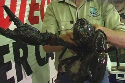 Monster: this lobster is believed to be 35-years-old