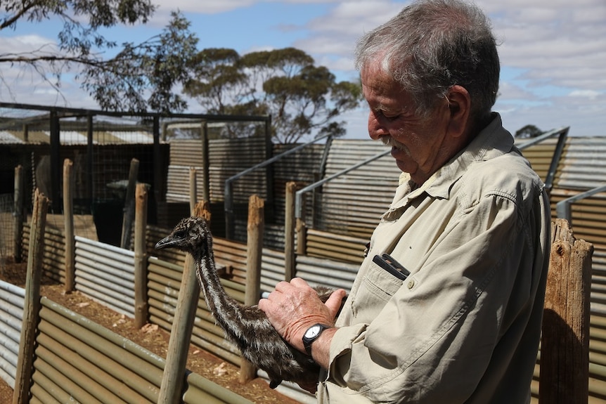 Emu farmer Wayne Piltz holding up a emu chick.