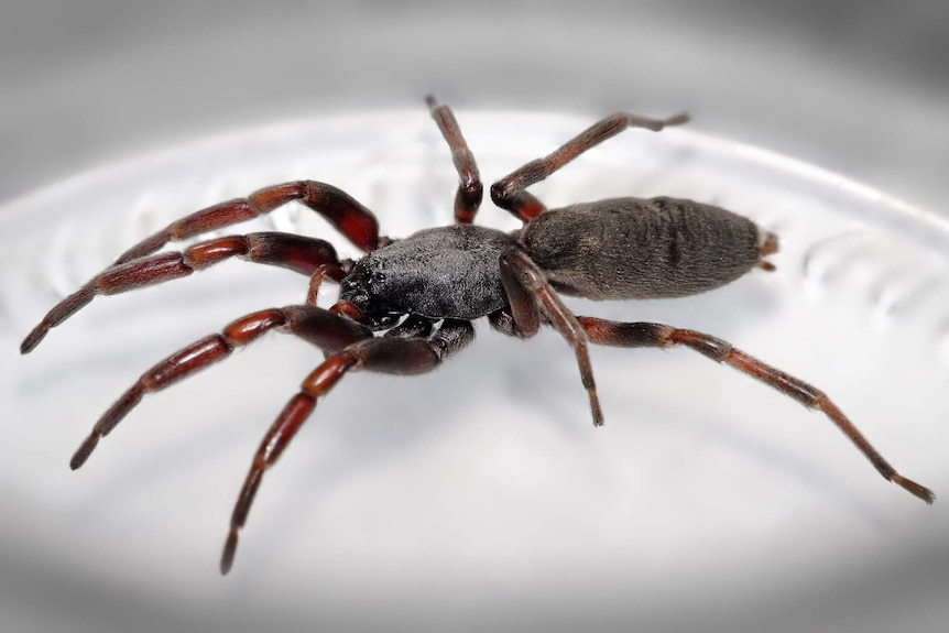 Close-up of white-tailed spider on dish
