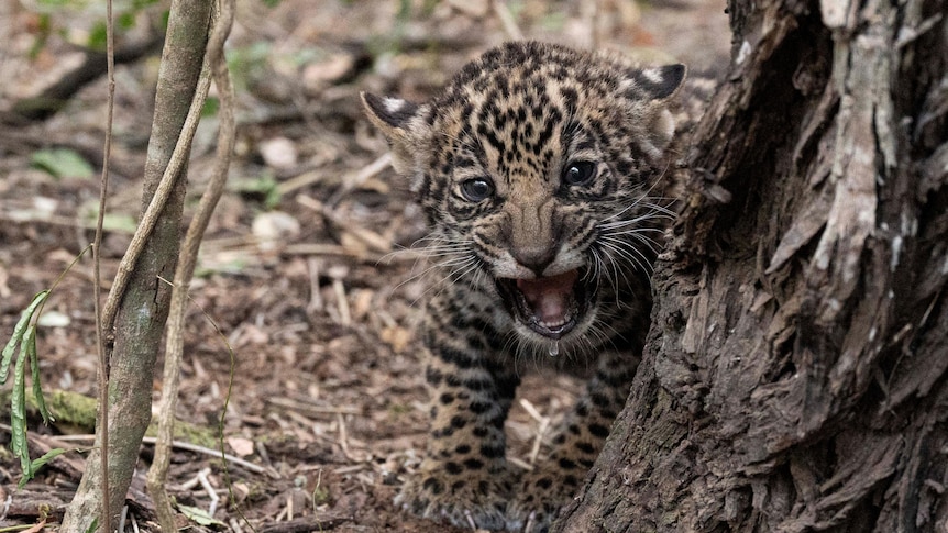 A jaguar cub bares its teeth at the camera on the forest floor. 