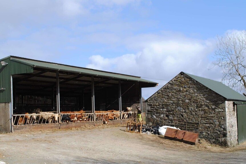 Cattle are housed for much of the Irish year