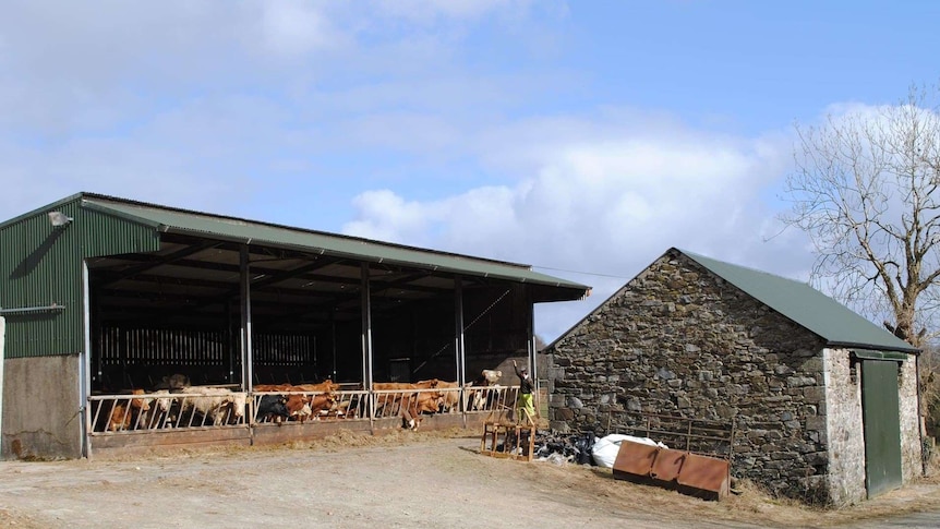 Cattle are housed for much of the Irish year