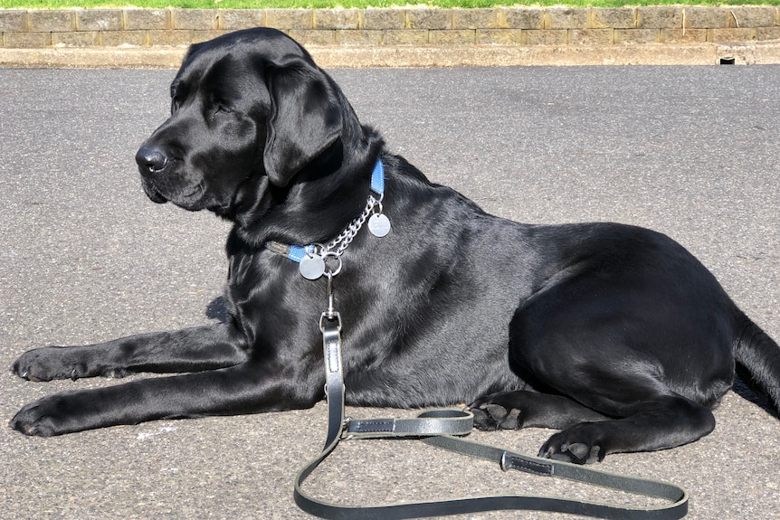 A black laborador sits on pavement