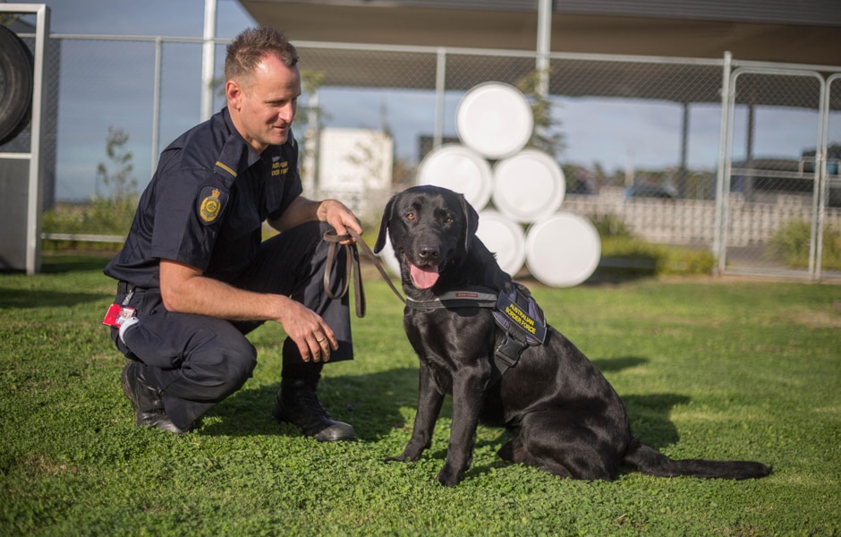 Working canines the Customs dog sniffing out stashes of illegal cash