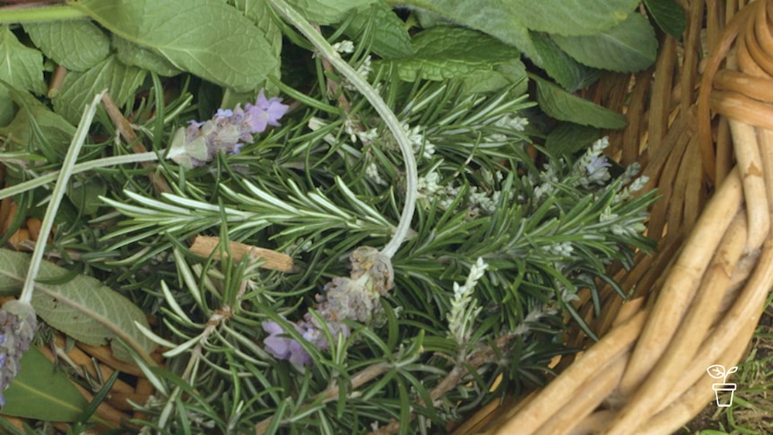 Cane basket filled with cut lavender and other herbs