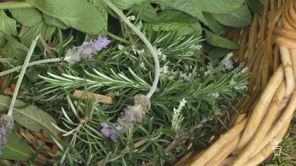 Cane basket filled with cut lavender and other herbs