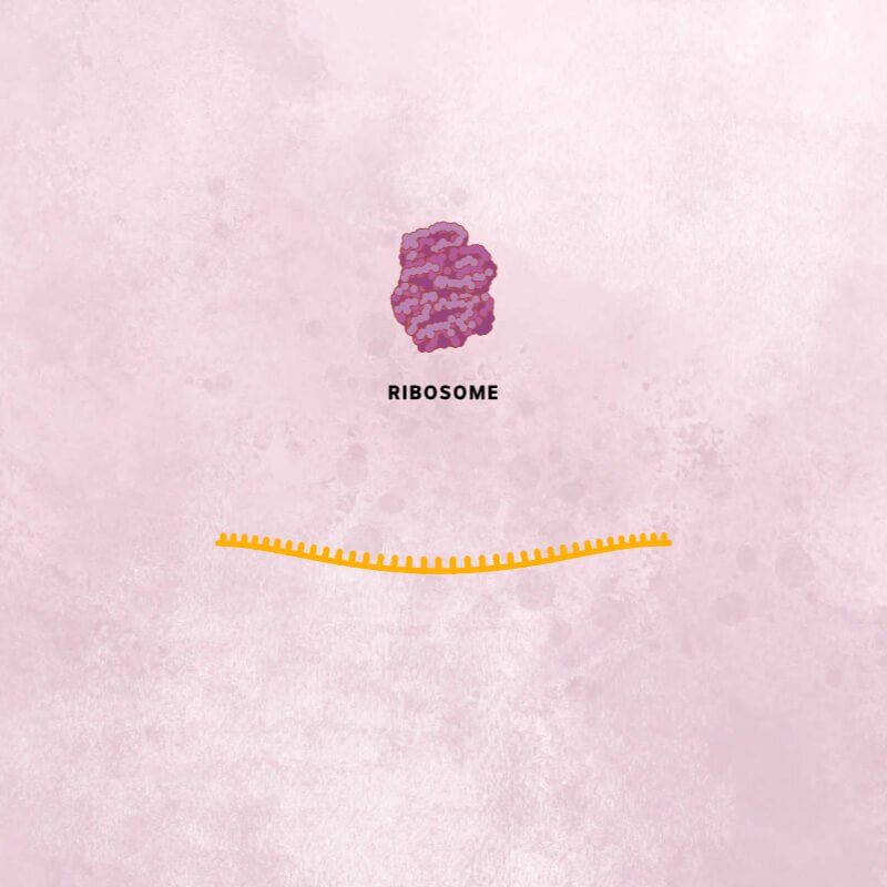 A pink cell ribosome structure above an orange strand of coronavirus RNA.