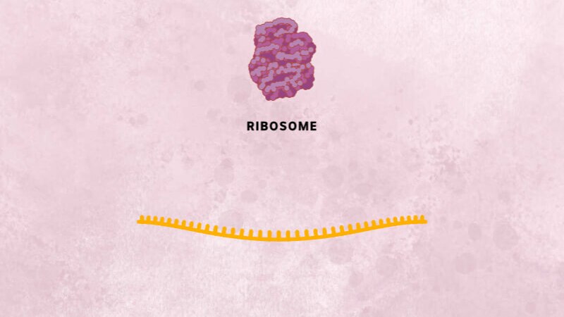 A pink cell ribosome structure above an orange strand of coronavirus RNA.