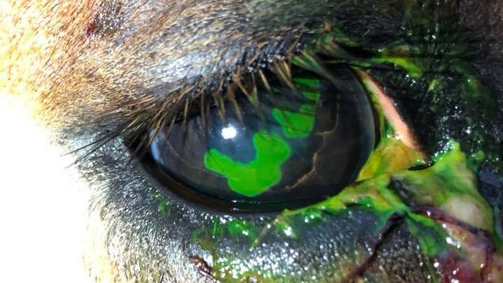 Green pus in horse's damaged eye after being hit with hail.