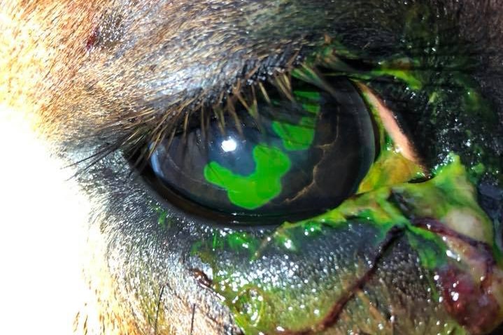Green pus in horse's damaged eye after being hit with hail.