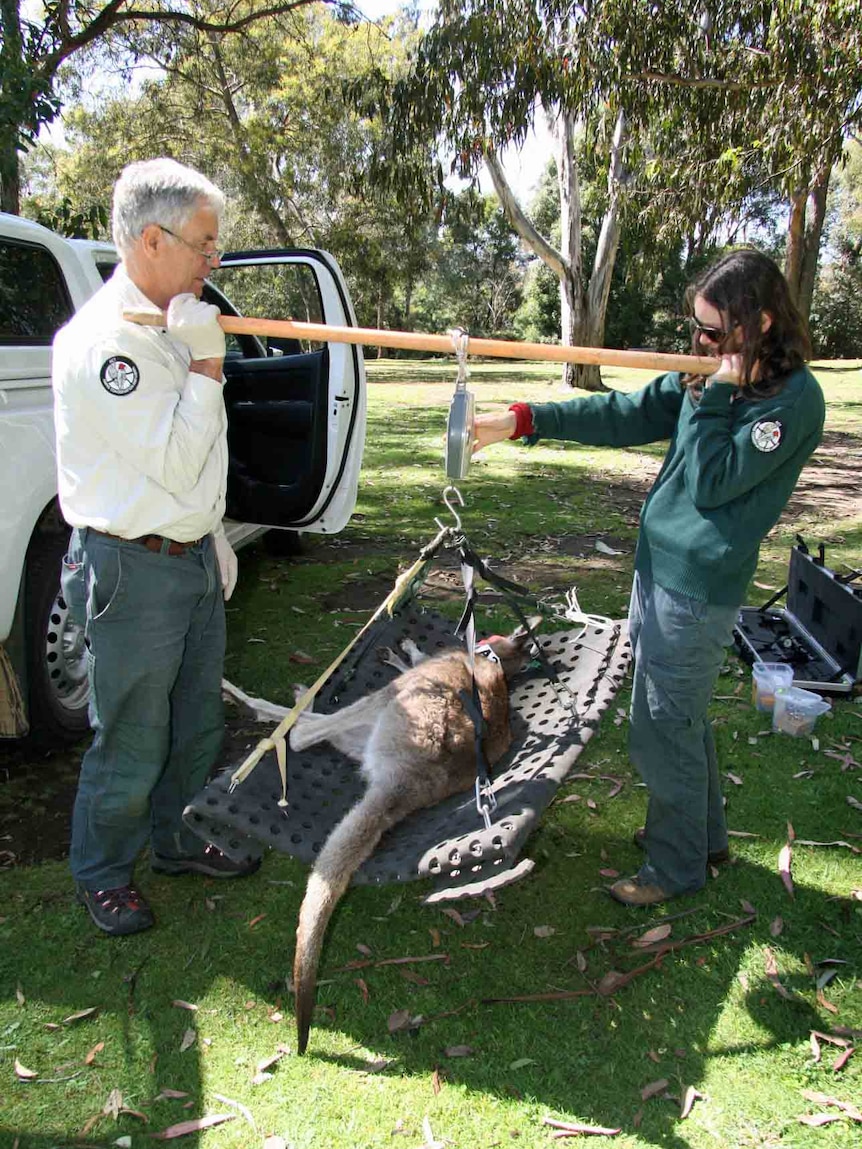 ACT Government ecologists weigh a female kangaroo at the Australian National Botanic Gardens.
