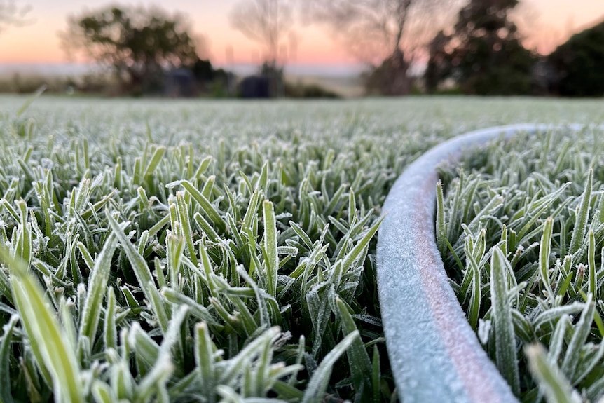 A frosty field in the cold light of dawn.