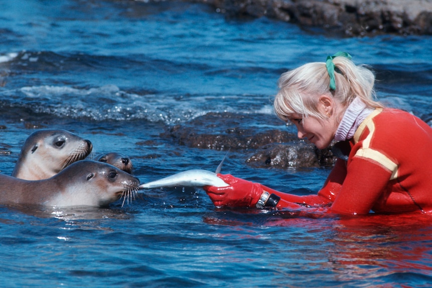 Woman in a red wetsuit and red gloves offers a fish to three sea lions while sitting in shallow water 