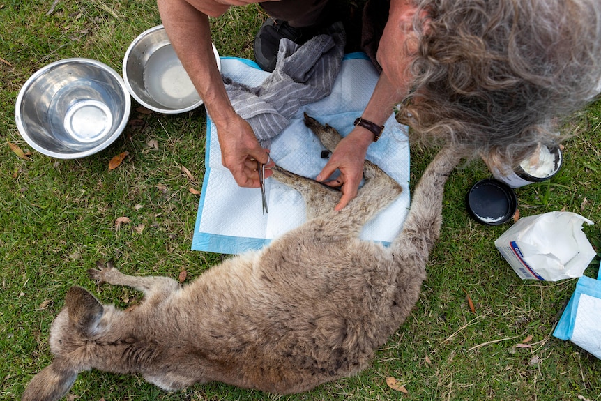 A birds eye view of the Vet assessing the injured roo