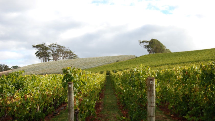 Tasmanian vineyard