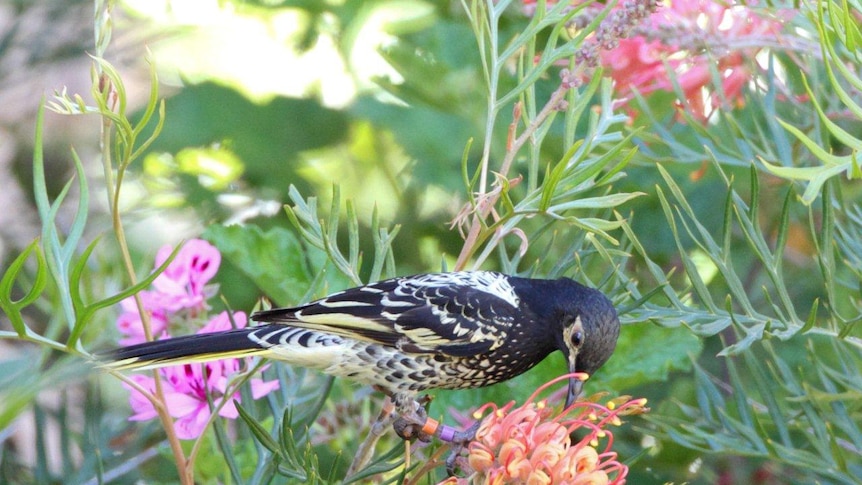 A bird sits in a bush picking at flowers.