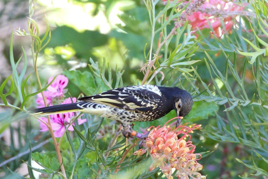 A regent honeyeater sits in a grevillea bush feeding on the nectar in the red flower.