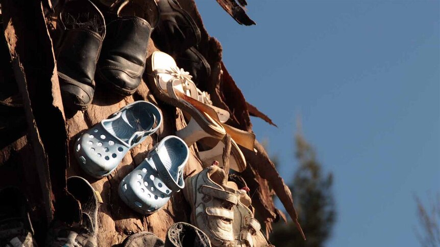 Shoes nailed to a tree in Palgarup, WA