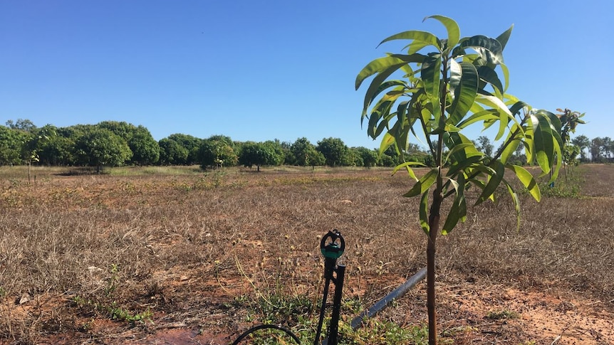 a young mango tree with a sprinkler next to it.