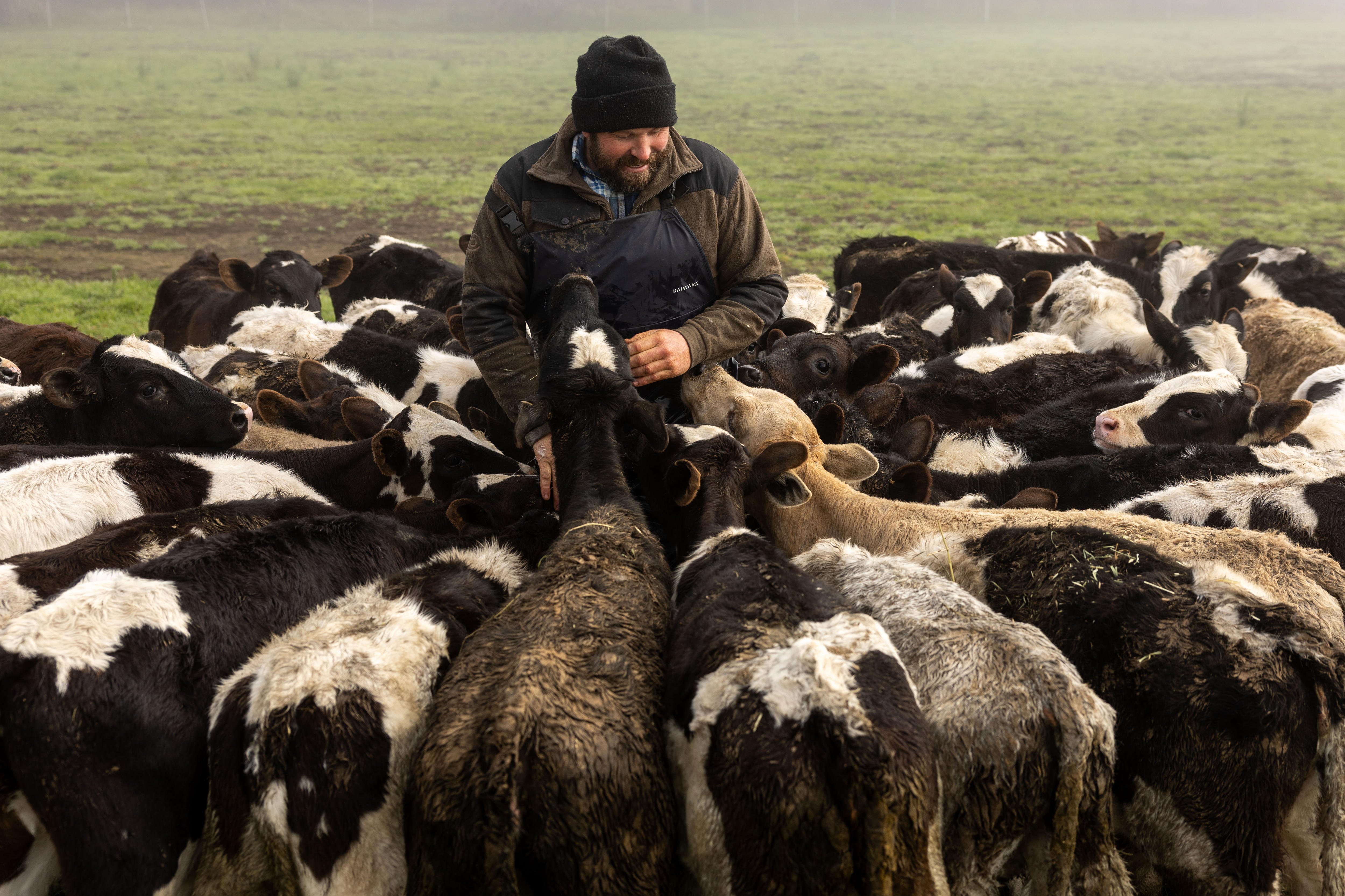 Fast food key to farmers making more with their dairy calves