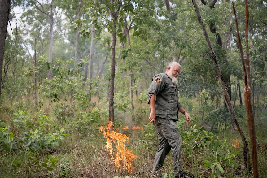 A male ranger with grey hair walks past a burning tuft of dry grass in a green forest. 