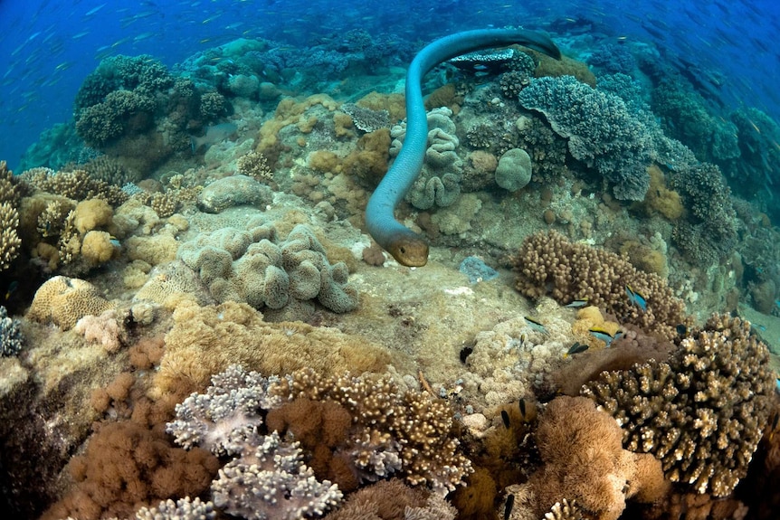 An olive sea snake swims over a coral reef