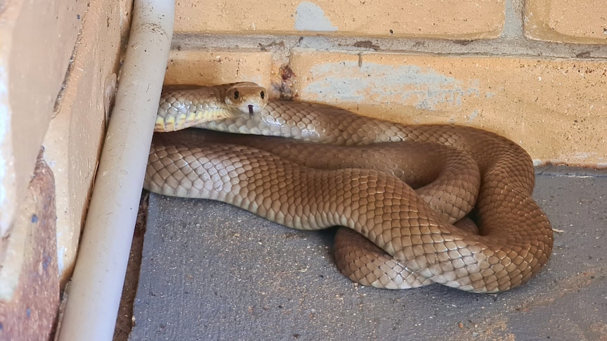 Brown snake curled up in the corner of a patio.  