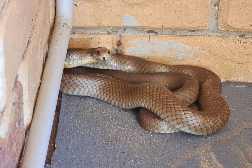 Brown snake curled up in the corner of a patio.  