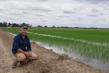 Michael Hughes with rice crop