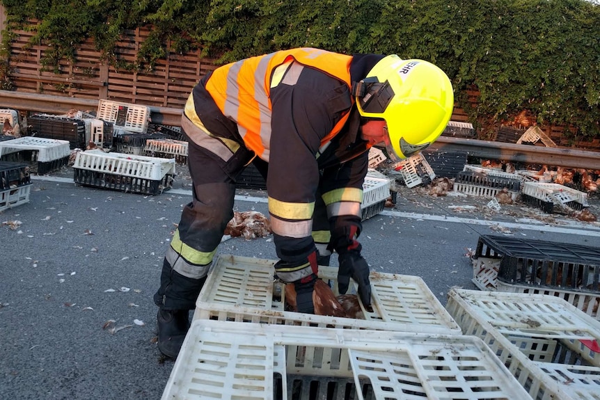 Austrian firefighter places chicken back into crate.