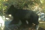 The endangered Asiatic black bear is seen walking near trees and water inside the DMZ.