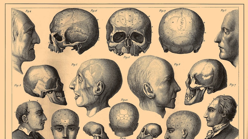 Phrenology diagrams