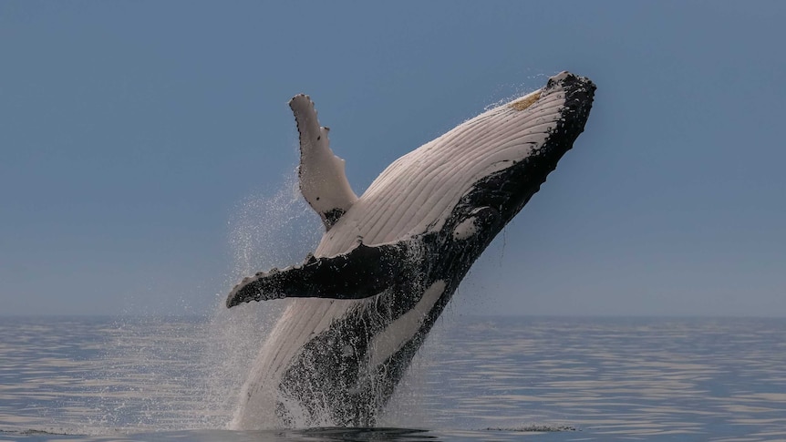 Humpback whale breaching off Port Macquarie on the NSW Mid North Coast