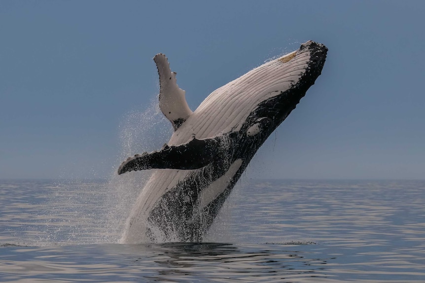 Humpback whale breaching off Port Macquarie on the NSW Mid North Coast