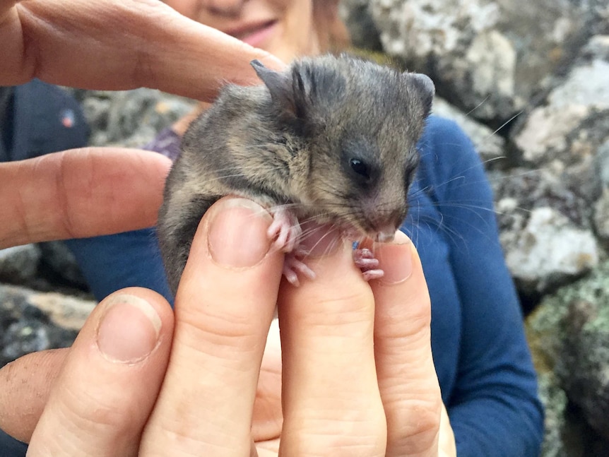 Juvenile endangered mountain pygmy possum