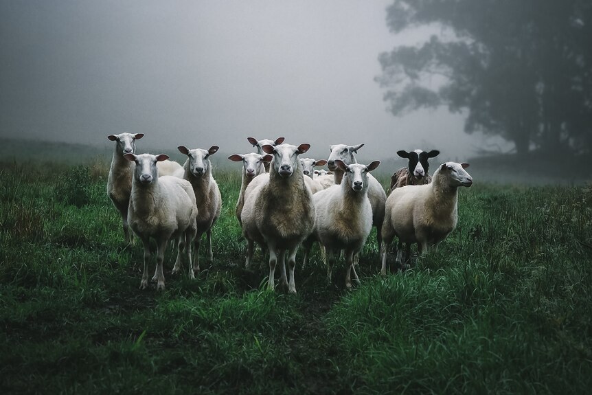 Mob of sheep with foggy background