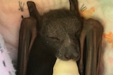 A small, sleepy bat drinking from a tiny milk bottle ... very cute