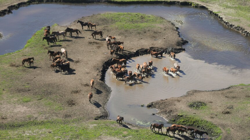 an aerial view of feral horses drinking at a lake in a royal national park in new south wales